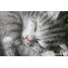 Schlafende Katze "Minka"