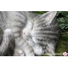 Schlafende Katze "Minka"
